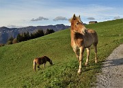 MONTE GIOCO (1366 m) colorato d鈥檃tunno, da Spettino di S. Pellegrino Terme la mattina del 25 ottobre 2020 - FOTOGALLERY